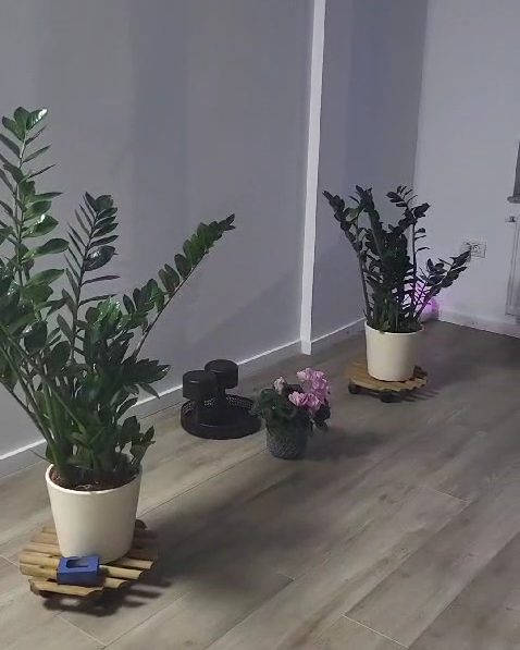 Plante și accesorii în colțul sălii